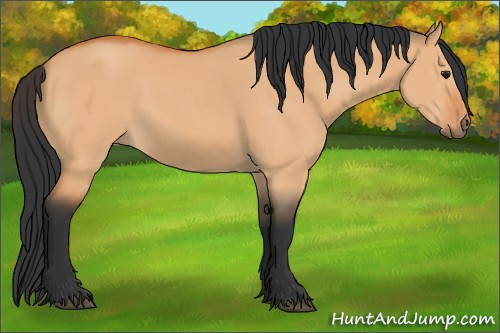 Horse Color:Bay Dun 