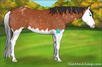 Horse Color:Bay Splash Snowflake Varnish 
