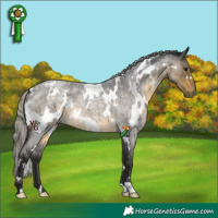 Horse Color:White Spotted Silver Buckskin Roan