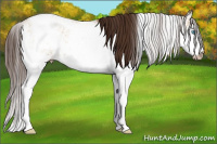 Horse Color:Gray Buckskin Pearl Dun Sabino Rabicano 