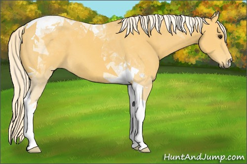 Horse Color:Palomino Tobiano