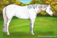 Horse Color:Palomino Splash Tobiano Frame