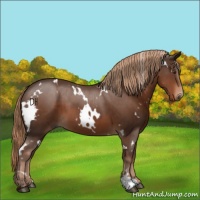 Horse Color:White Spotted Liver Chestnut 