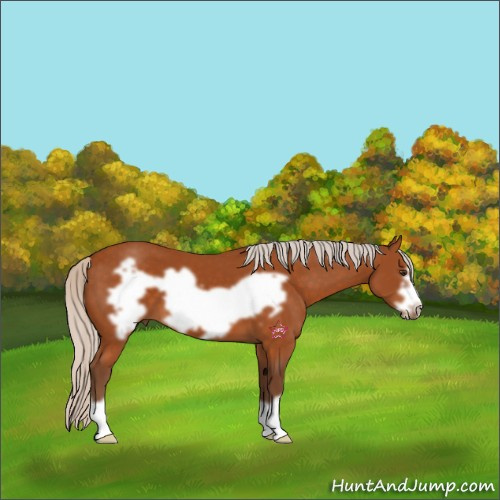 Horse Color:Silver Buckskin Frame 