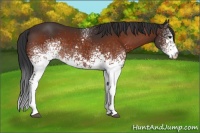 Horse Color:White Spotted Brown 