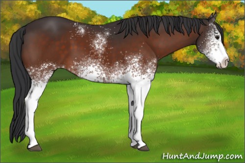 Horse Color:White Spotted Brown Sabino 