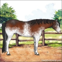 Horse Color:White Spotted Bay 