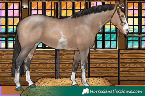 Horse Color:Brown Dun Sabino Rabicano 