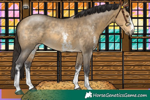 Horse Color:Buckskin Dun Sabino