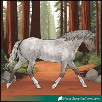 Horse Color:Silver Blue Roan 