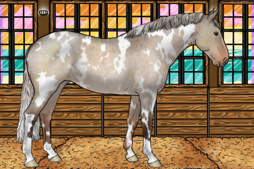 Horse Color:White Spotted Silver Brown Roan Dun 