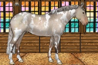 Horse Color:White Spotted Silver Brown Roan Dun 