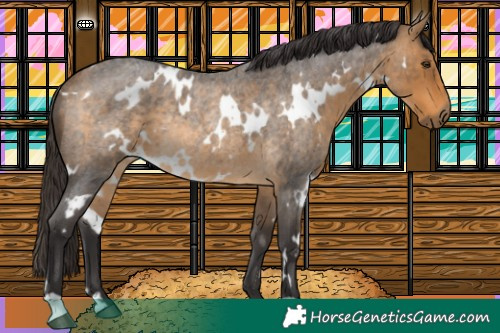 Horse Color:White Spotted Buckskin Roan Rabicano