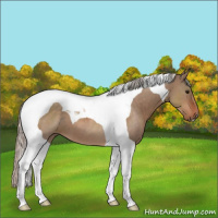 Horse Color:Silver Brown Roan Dun Tobiano 