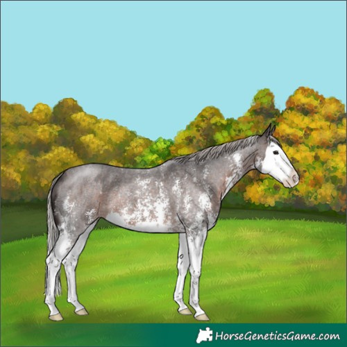 Horse Color:Silver Brown Roan Sabino Splash