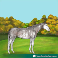 Horse Color:Silver Brown Roan Sabino Splash 