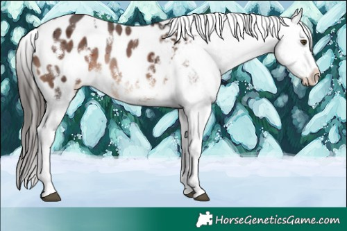 Horse Color:White Spotted Liver Chestnut Blanket 