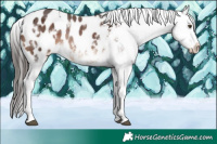Horse Color:White Spotted Liver Chestnut Blanket 