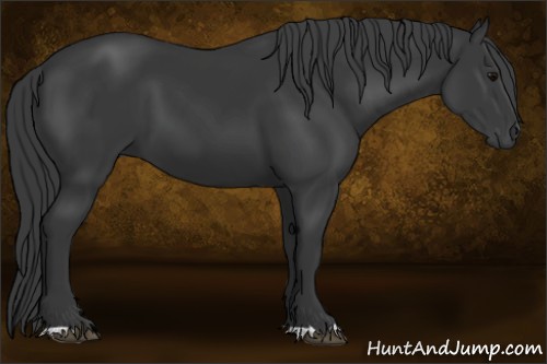 Horse Color:Black 