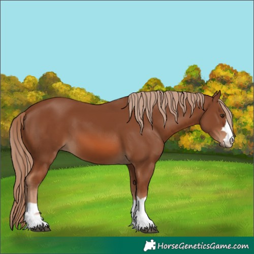 Horse Color:Chestnut 