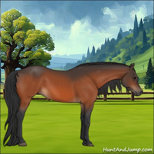 Horse Color:Bay 