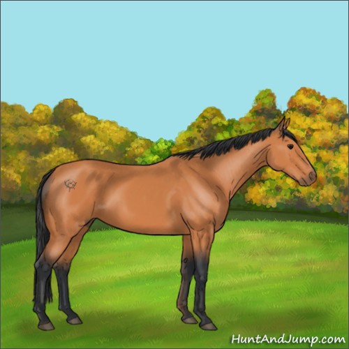 Horse Color:Bay 