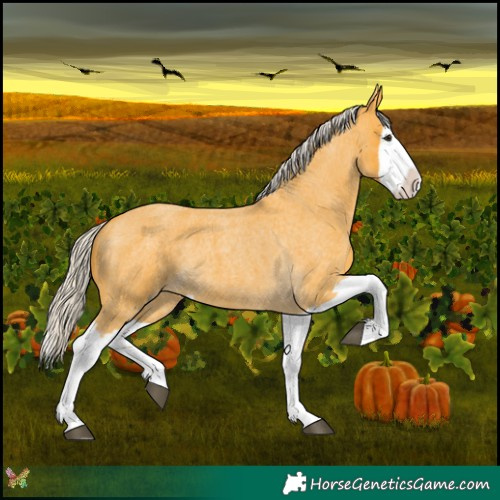 Horse Color:Silver Buckskin Roan Splash