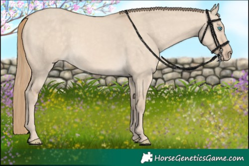 Horse Color:Perlino Dun 