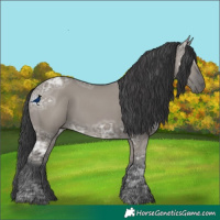 Horse Color:Grullo Ice
