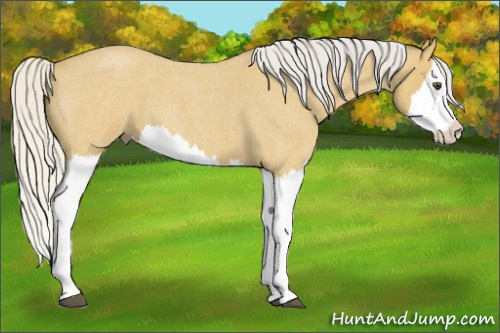 Horse Color:Silver Buckskin Roan Splash 