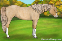 Horse Color:Palomino Roan Splash