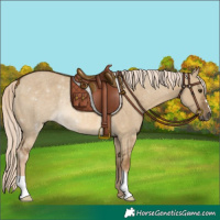 Horse Color:Chocolate Palomino Dun Rabicano 