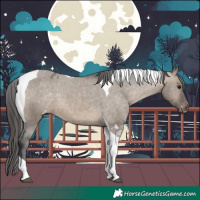 Horse Color:Brown Dun Tobiano Appaloosa 