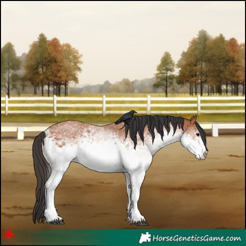 Horse Color:White Spotted Bay 