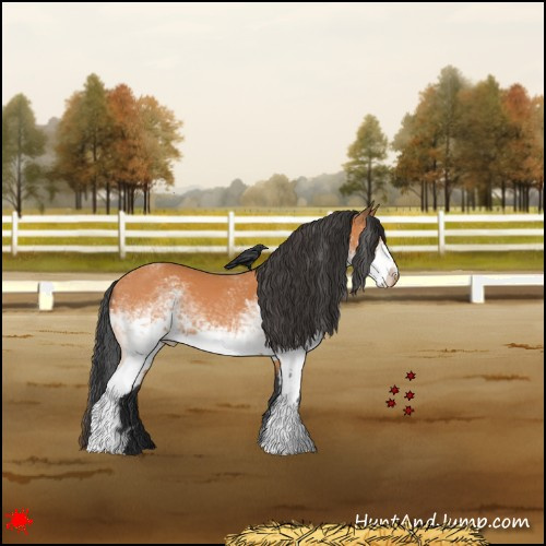 Horse Color:White Spotted Bay 