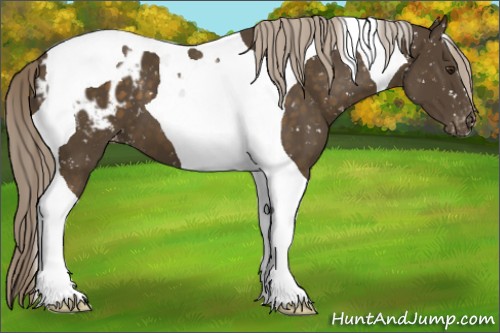 Horse Color:Chocolate Palomino Tobiano Snowflake Varnish 