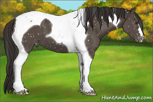 Horse Color:Liver Chestnut Tobiano Appaloosa 