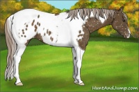 Horse Color:Chocolate Palomino Tobiano Appaloosa 