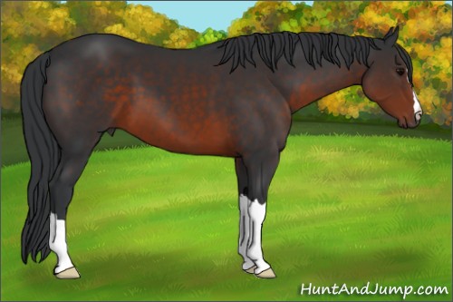 Horse Color:Brown 