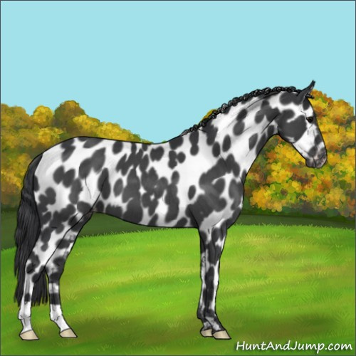 Horse Color:Blue Roan Appaloosa 
