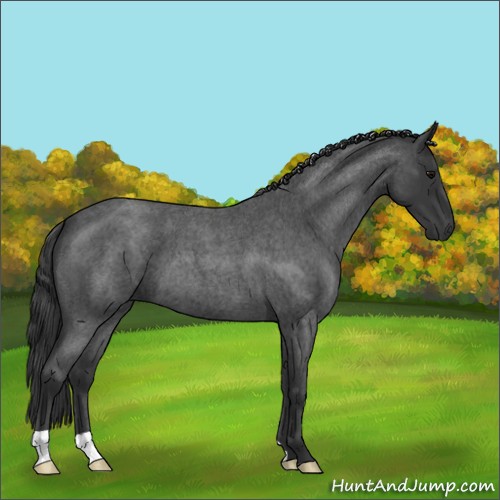 Horse Color:Blue Roan 