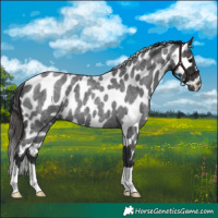 Horse Color:Blue Roan Leopard 