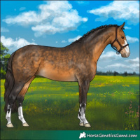 Horse Color:Buckskin 
