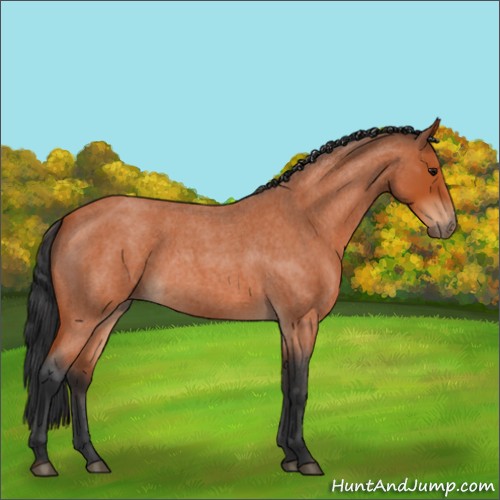 Horse Color:Bay Roan 