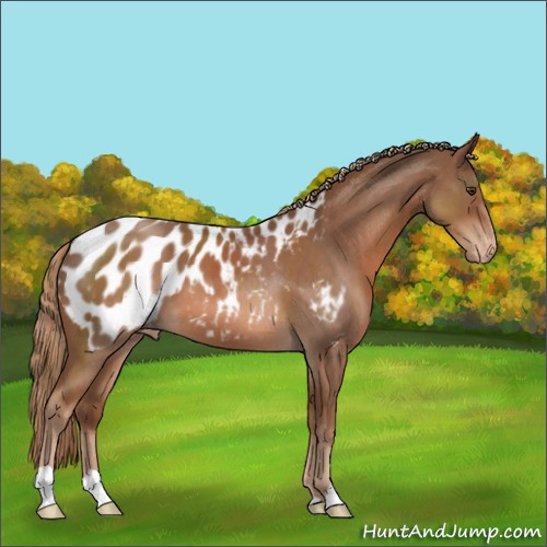 Horse Color:Red Roan Appaloosa 