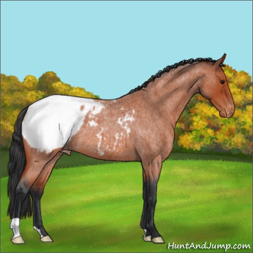 Horse Color:Bay Roan Appaloosa 