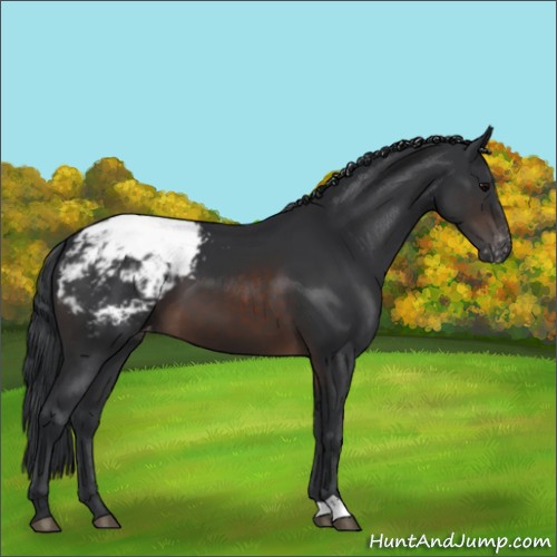 Horse Color:Brown Appaloosa 