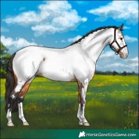 Horse Color:Bay Appaloosa 
