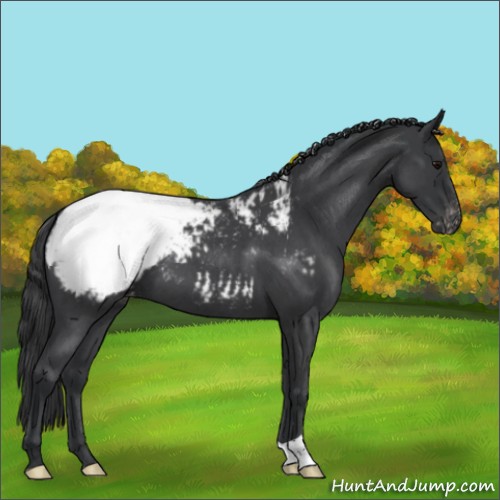 Horse Color:Blue Roan Appaloosa 