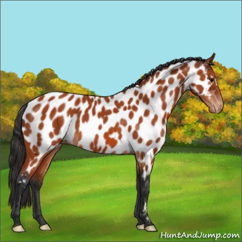 Horse Color:Bay Appaloosa 